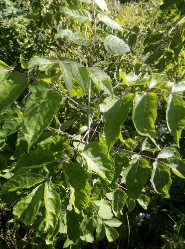 box elder