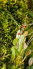 Stelis hirtzii