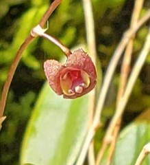 Stelis hirtzii