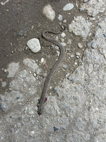 Smooth Snake