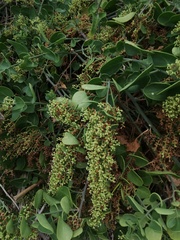 Salpianthus arenarius