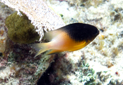Stegastes partitus