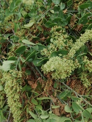 Salpianthus arenarius