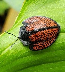 Cyrtonota trigonata