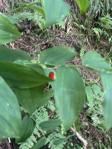 white twisted-stalk
