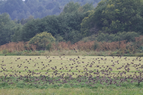 European Starling