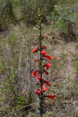 Penstemon murrayanus