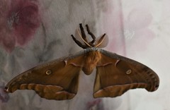 Antheraea polyphemus
