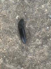 Melanactes densus