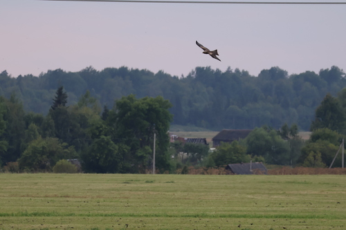 Black Kite