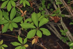 Parthenocissus heptaphylla