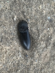 Melanactes densus