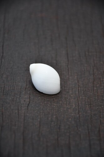 Polinices mammilla observed 2026-08-21
