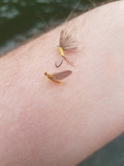Ephemerella invaria