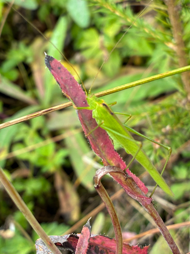 Sickle-bearing Bush-cricket