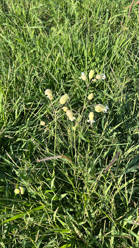 bladder campion