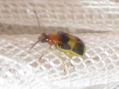 Lema opulenta