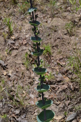 Penstemon murrayanus