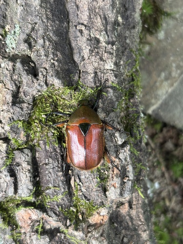 Torynorrhina fulvopilosa