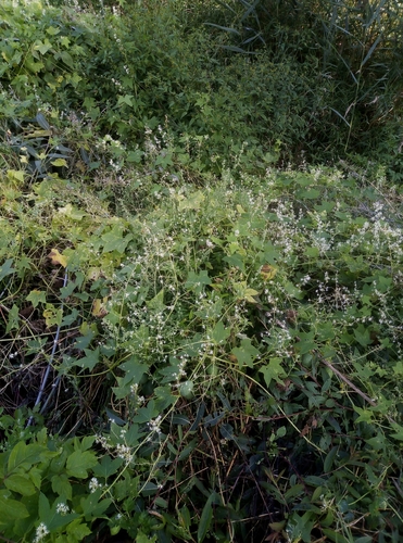 prickly cucumber