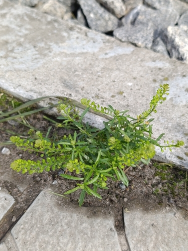 Lepidium densiflorum, photograph 3