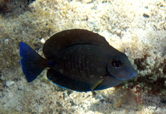 Acanthurus chirurgus