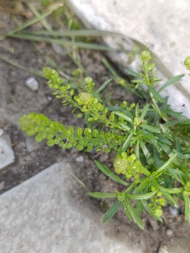 Lepidium densiflorum, photograph 4