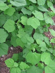 Malvaviscus arboreus drummondii