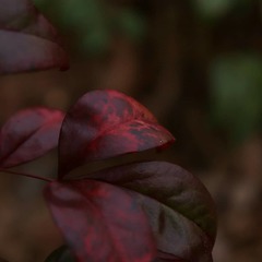 Nandina domestica