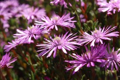 author not stated, no rights reserved Lampranthus emarginatoides, photograph author not stated, no rights reserved