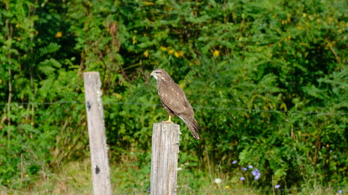 Common Buzzard