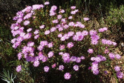Lampranthus emarginatoides, photograph 6