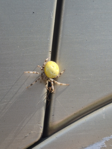 Four-spot Orbweaver