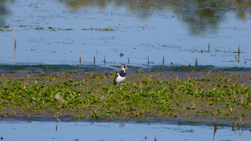 Northern Lapwing