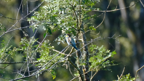 European Bee-eater