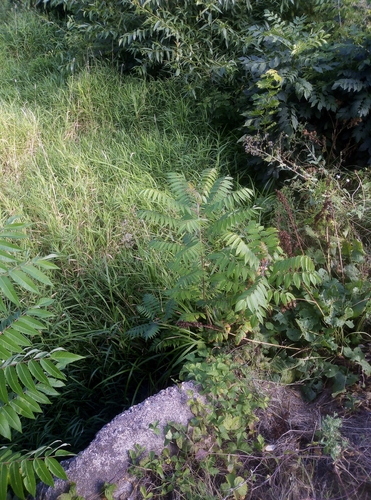 staghorn sumac