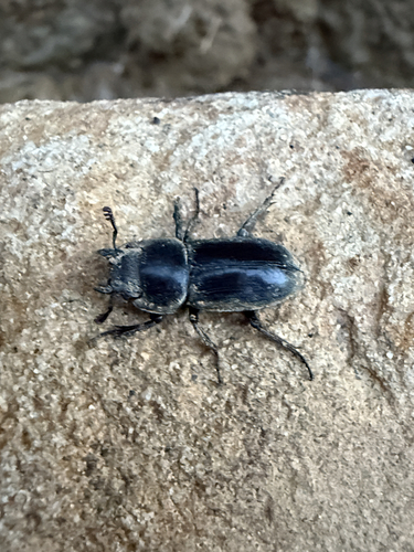 Serrognathus titanus platymelus