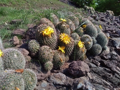 Mammillaria beneckei