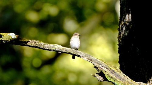 Spotted Flycatcher