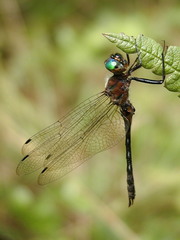 Dorocordulia lepida