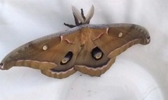 Antheraea polyphemus