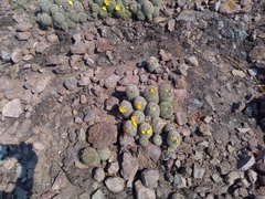 Mammillaria beneckei