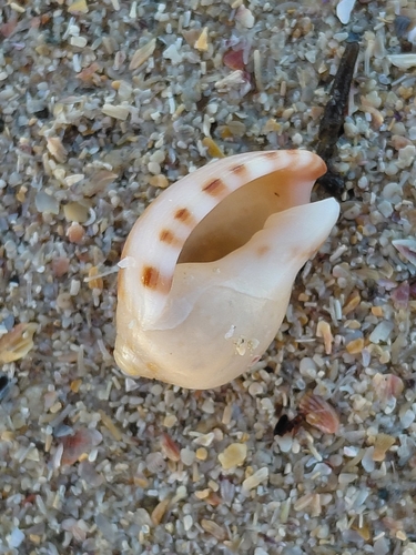 Semicassis zeylanica observed 2026-08-24