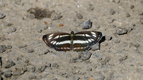 Pallas' Sailer