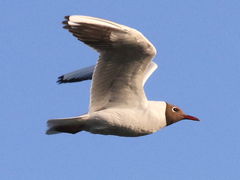 Chroicocephalus ridibundus