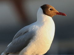 Chroicocephalus ridibundus