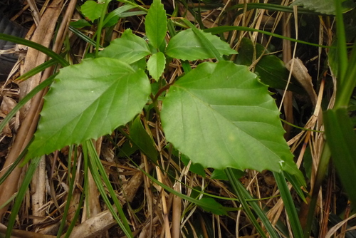 Viburnum japonicum iNat (1)