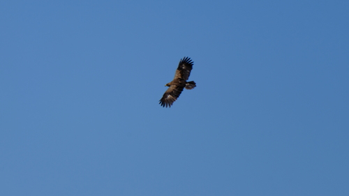 Lesser Spotted Eagle