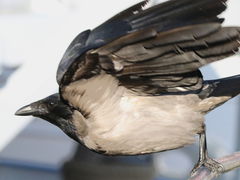 Corvus cornix
