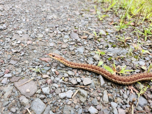 Common Garter Snake